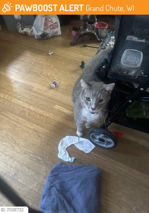 Found/Stray Female Cat last seen West 4th street, Grand Chute, WI 54914