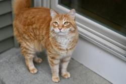 Lost Male Cat last seen Crooked Lake Cove, Kalamazoo, MI 49009