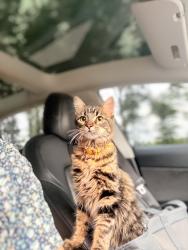 Reunited Female Cat last seen Pinewood at grand texas, New Caney, TX 77357