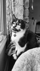 Lost Male Cat last seen Providence Place, Winnipeg, MB R3T 4G5