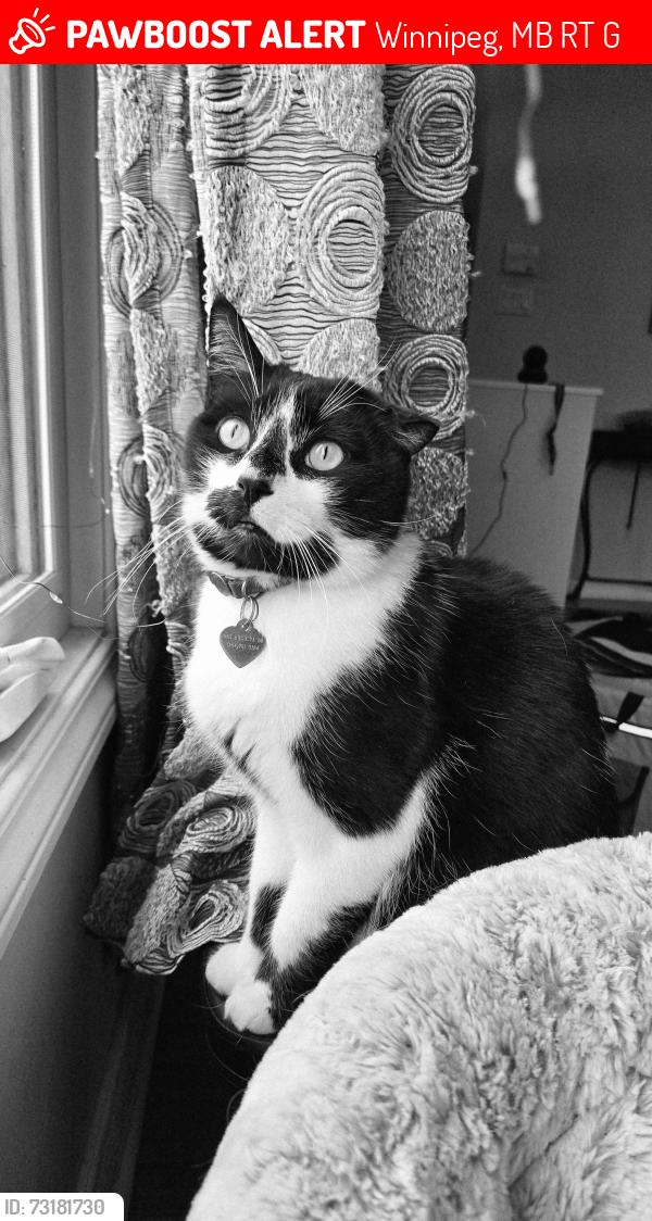 Lost Male Cat last seen Providence Place, Winnipeg, MB R3T 4G5