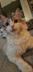 Reunited Male Cat last seen Near s 500 e, Millcreek, UT 84107
