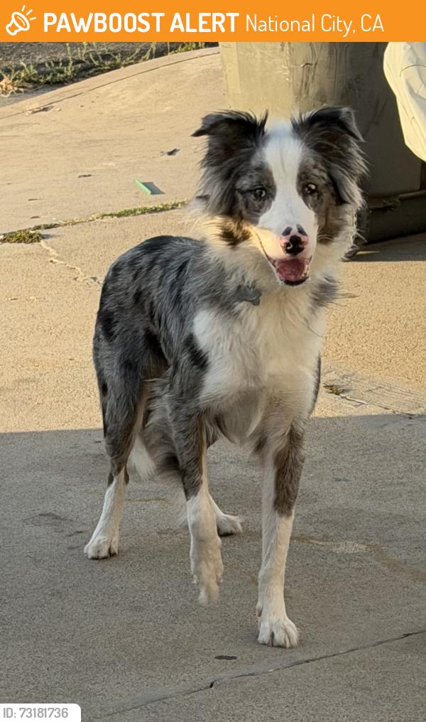 Found/Stray Male Dog last seen E 2nd st and e 1st st, National City, CA 91950