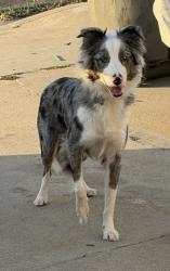 Found/Stray Male Dog last seen E 2nd st and e 1st st, National City, CA 91950