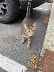 Reunited Unknown Cat last seen 75th and Westfield, Indianapolis, IN 46220