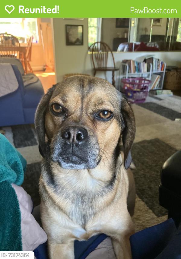 Reunited Female Dog last seen Near Montgomery Dr, Coatesville, PA 19320, USA, Coatesville, PA 19320