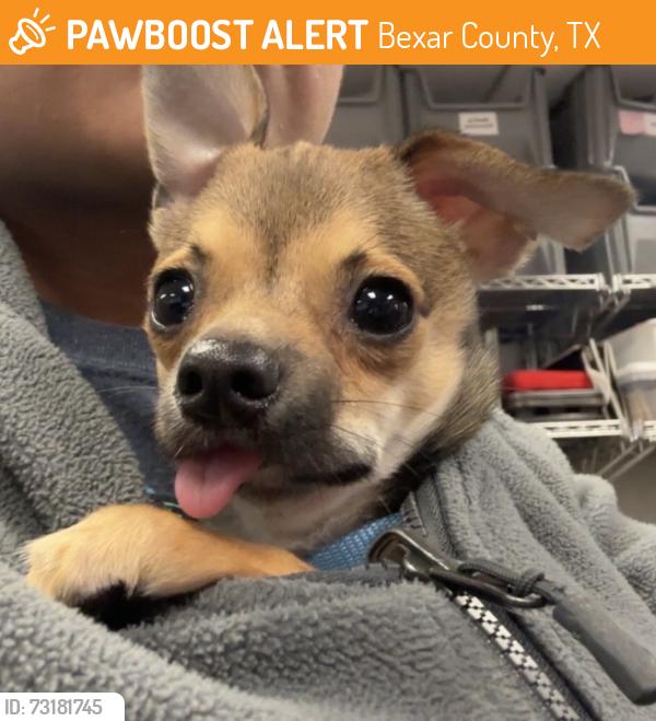 Found/Stray Male Dog last seen Near & Potranco, Bexar County, TX 78245