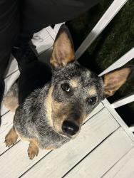 Found/Stray Male Dog last seen Pizza Hut parking lot, Winston-Salem, NC 27107