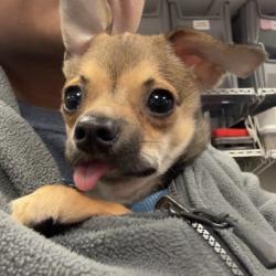 Found/Stray Male Dog last seen Near & Potranco, Bexar County, TX 78245