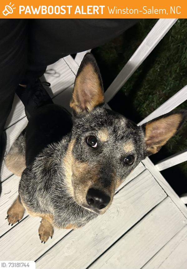Found/Stray Male Dog last seen Pizza Hut parking lot, Winston-Salem, NC 27107