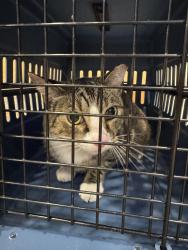 Found/Stray Male Cat last seen 30th street been S & T, Richmond, VA 23223