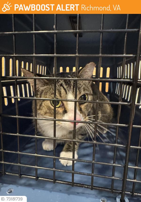 Found/Stray Male Cat last seen 30th street been S & T, Richmond, VA 23223
