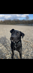 Reunited Male Dog last seen First st and laventure, Mount Vernon, WA 98273
