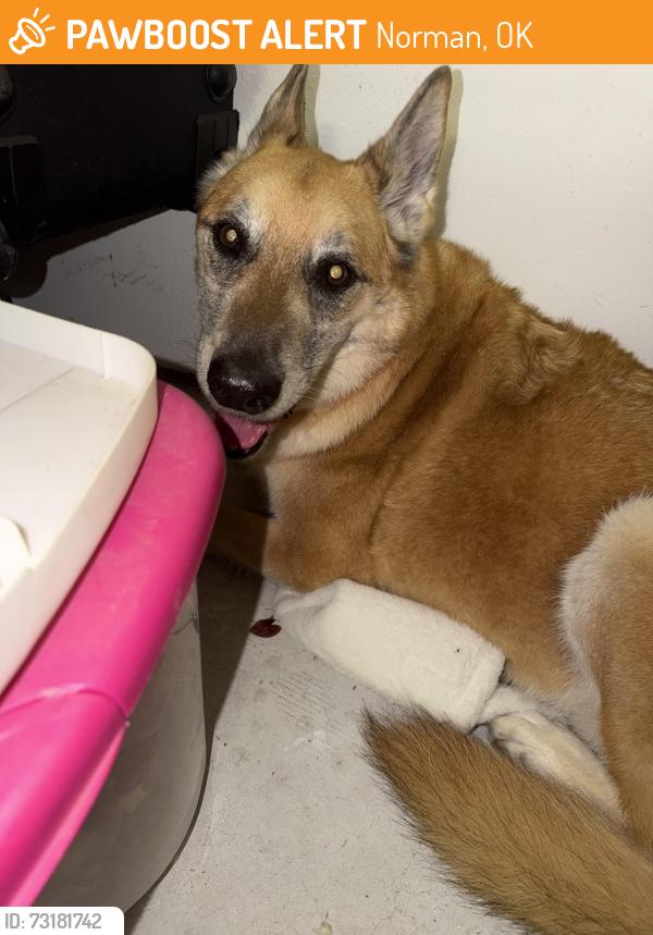 Found/Stray Unknown Dog last seen East 24th and Lindsey, Norman, OK 73071