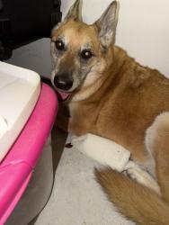 Found/Stray Unknown Dog last seen East 24th and Lindsey, Norman, OK 73071