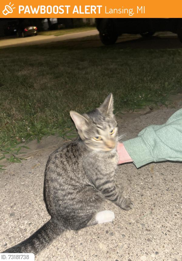 Found/Stray Unknown Cat last seen Mt Hope and Roberts Ln, Lansing, MI 48910