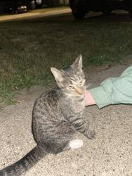 Found/Stray Unknown Cat last seen Mt Hope and Roberts Ln, Lansing, MI 48910