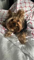 Reunited Female Dog last seen Near Leesburg Pike Sterling, VA 20164 United States, Sterling, VA 20164