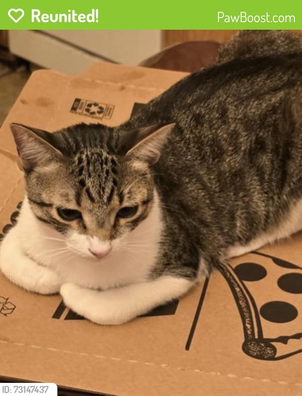 Reunited Male Cat last seen Richmar and Cimarron, Las Vegas, NV 89178