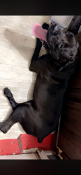 Found/Stray Male Dog last seen 82/ blackstone dr, Fort Myers, FL 33913