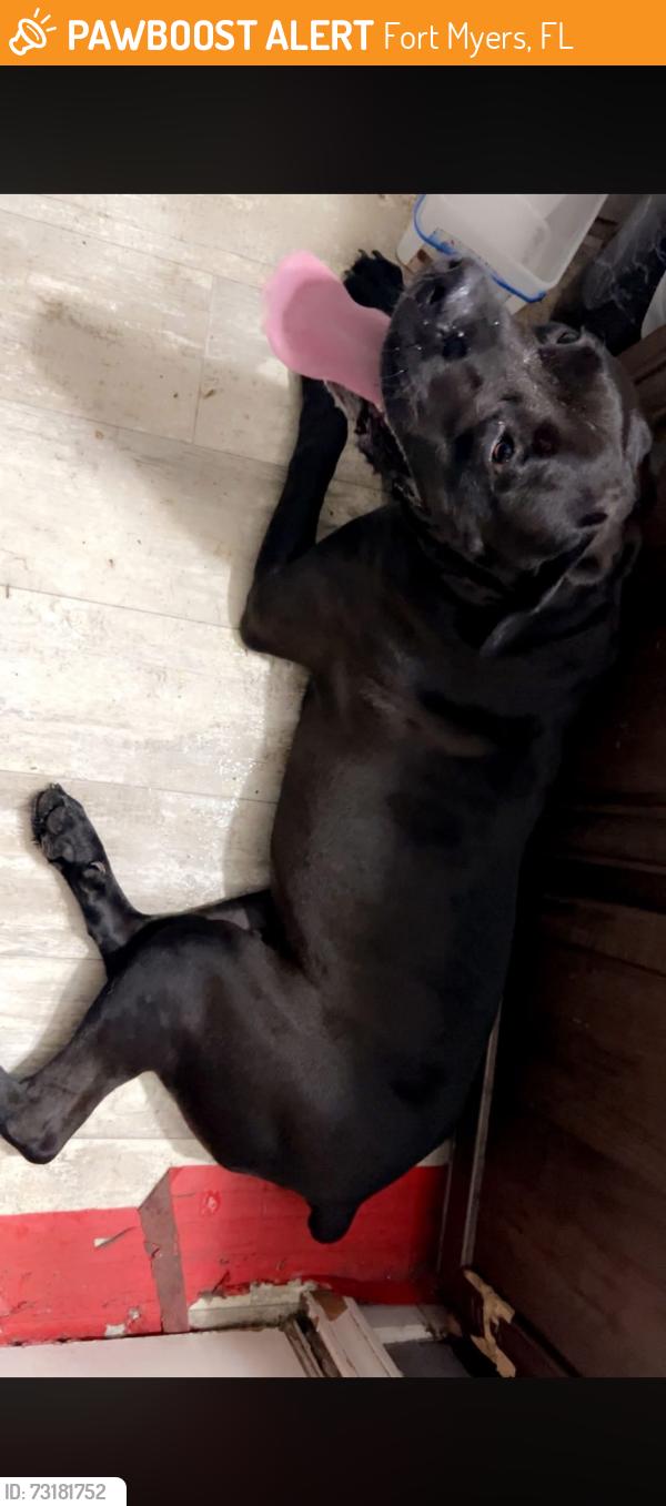 Found/Stray Male Dog last seen 82/ blackstone dr, Fort Myers, FL 33913