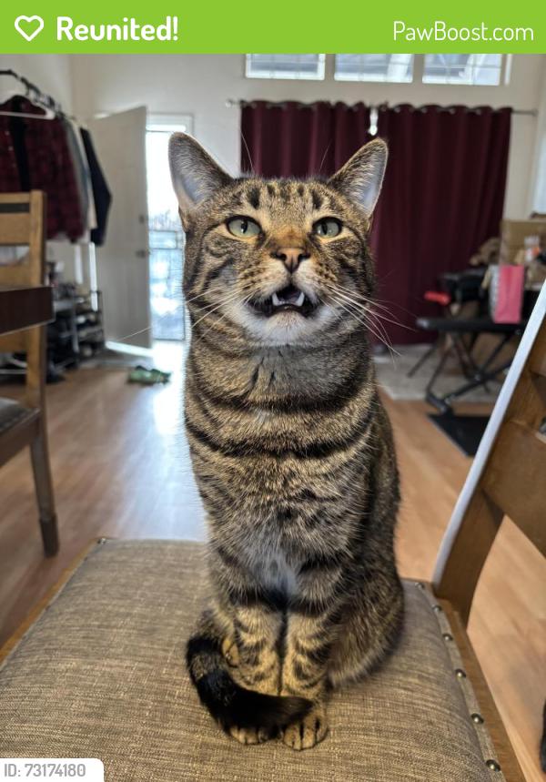 Reunited Male Cat last seen Settlers Park, Aurora CO, Aurora, CO 80012
