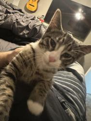 Lost Male Cat last seen racetrack, Henderson, NV 89015