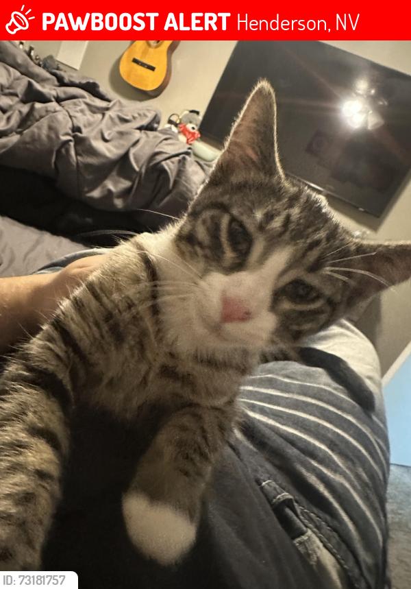 Lost Male Cat last seen racetrack, Henderson, NV 89015