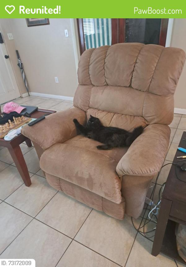 Reunited Female Cat last seen Hargill and Vantage Dr, Orlando, FL 32806