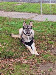 Lost Male Dog last seen Dakota & West Ave, Fresno, CA 93705
