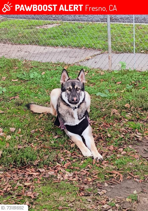 Lost Male Dog last seen Dakota & West Ave, Fresno, CA 93705
