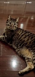Lost Male Cat last seen Route 9 old niskayuna road, Albany, NY 12211