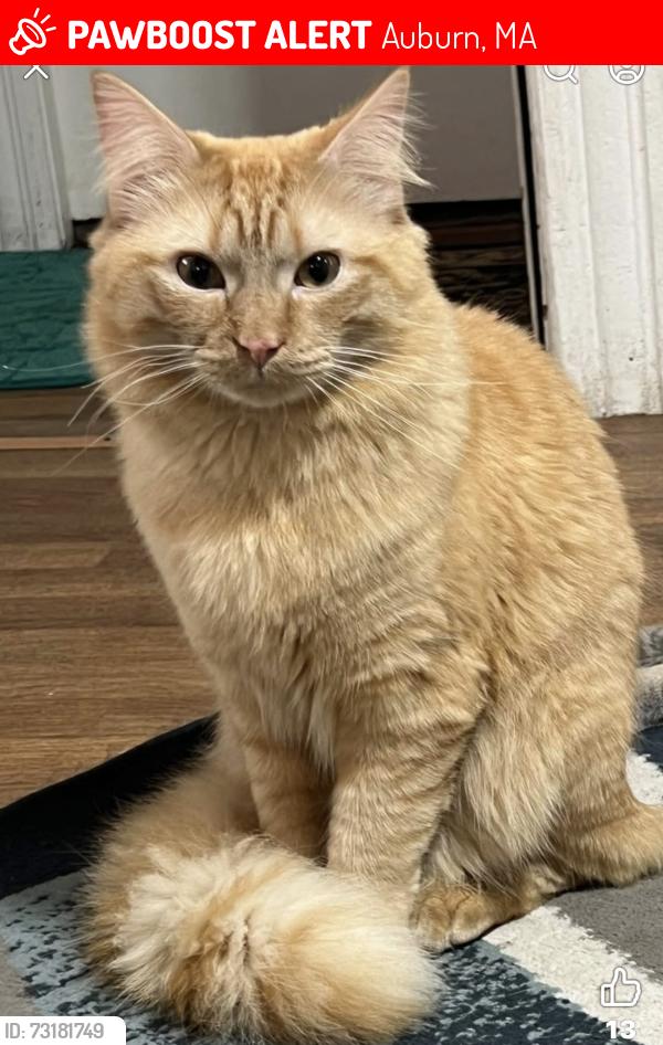 Lost Male Cat last seen Intersection of Ashcroft st and oxford st n, Auburn, MA 01501