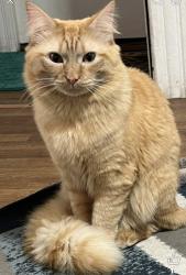 Lost Male Cat last seen Intersection of Ashcroft st and oxford st n, Auburn, MA 01501