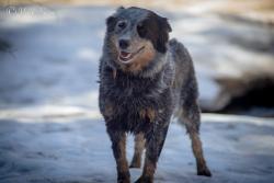 Reunited Female Dog last seen Near Zuni St, Denver, CO 80221, USA, Denver, CO 80221