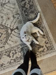 Reunited Male Cat last seen 25th St E & Oliver Dr by Starbucks, Palmdale, CA 93550