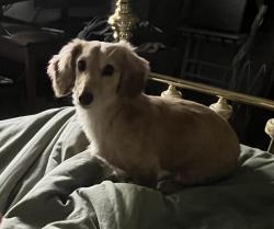 Reunited Female Dog last seen Nearest to Cass St and 75th st., Westmont, IL 60559