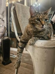 Lost Male Cat last seen Near S State Street, Sandy, UT 84070