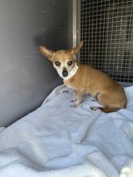 Shelter Stray Female Dog last seen Near block of Aurora Ave N, Seattle, WA, 2061 15th Ave W, Seattle, WA 98119, USA