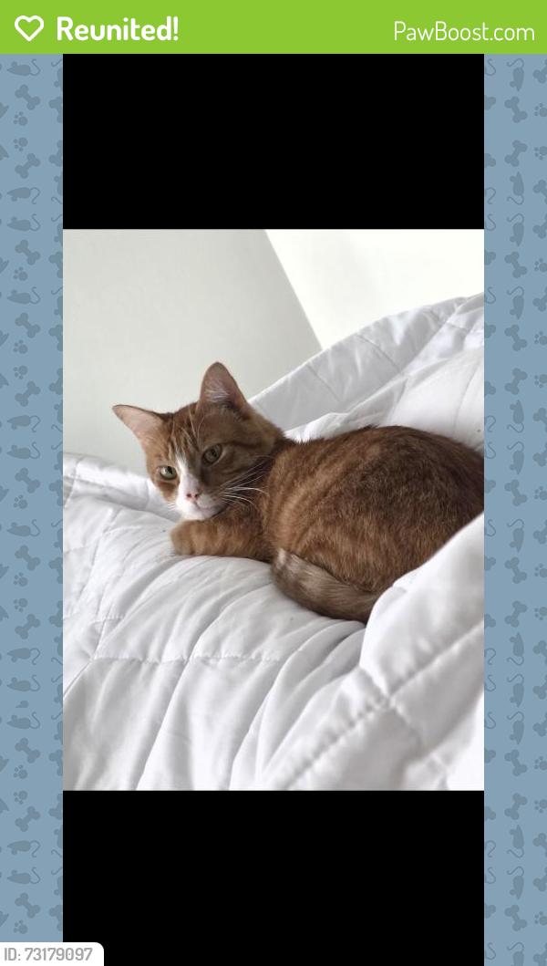 Reunited Male Cat last seen Micro ct and tower Drive Broadway NC, Broadway, NC 27505