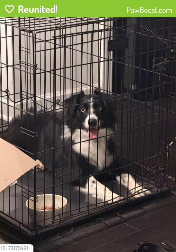Reunited Female Dog last seen McDonald’s, Huntsville, AL 35810
