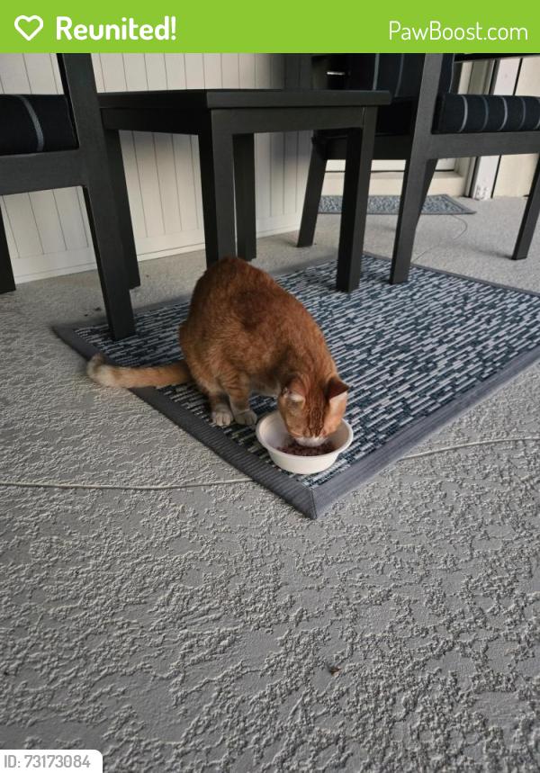 Reunited Female Cat last seen Point circle near river drive, Jupiter, FL 33469