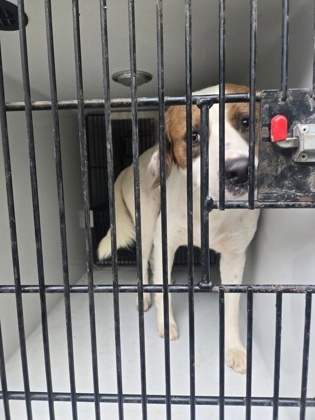 Shelter Stray Male Dog last seen Near Vernon grove rd, Chattahoochee Hills, GA, 1251 Fulton Industrial Blvd NW, Atlanta, GA 30336, USA