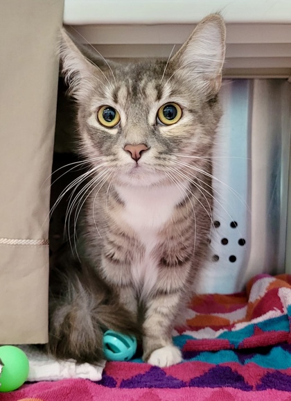 Shelter Stray Female Cat last seen Near Druid Park Lake Dr, 21217, MD, 2490 Giles Rd, Baltimore, MD 21225, USA