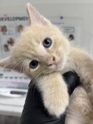 Shelter Stray Male Cat last seen , , CA, 1101 29th Ave, Oakland, CA 94601, USA