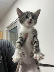 Shelter Stray Male Cat last seen Near DATA DR, Rancho Cordova, CA, 6201 Florin Perkins Rd, Sacramento, CA 95828, USA