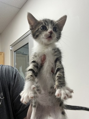 Shelter Stray Male Cat last seen Near DATA DR, Rancho Cordova, CA, 6201 Florin Perkins Rd, Sacramento, CA 95828, USA