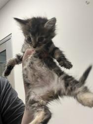 Shelter Stray Female Cat last seen Near DATA DR, Rancho Cordova, CA, 6201 Florin Perkins Rd, Sacramento, CA 95828, USA