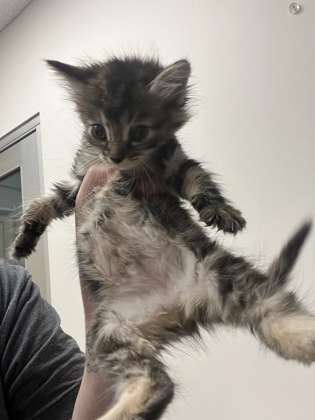Shelter Stray Female Cat last seen Near DATA DR, Rancho Cordova, CA, 6201 Florin Perkins Rd, Sacramento, CA 95828, USA