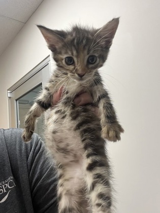 Shelter Stray Female Cat last seen Near DATA DR, Rancho Cordova, CA, 6201 Florin Perkins Rd, Sacramento, CA 95828, USA